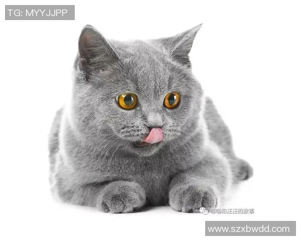 和足球明星同名的猫咪们在社交媒体上走红的奇妙故事